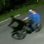 Autoridades buscan a un presunto asesino serial de gatos. ,Captura de pantalla video de X.