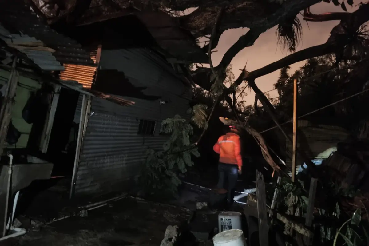 Conred reportó la caída de cuatro árboles por las lluvias de anoche. , Conred.