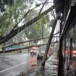 Árbol caído en la colonia Bambi 1, zona 7 capitalina. ,Bomberos Voluntarios