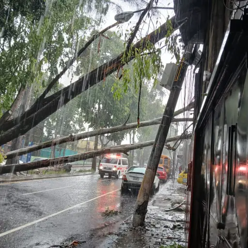 Árbol caído en la colonia Bambi 1, zona 7 capitalina. ,Bomberos Voluntarios