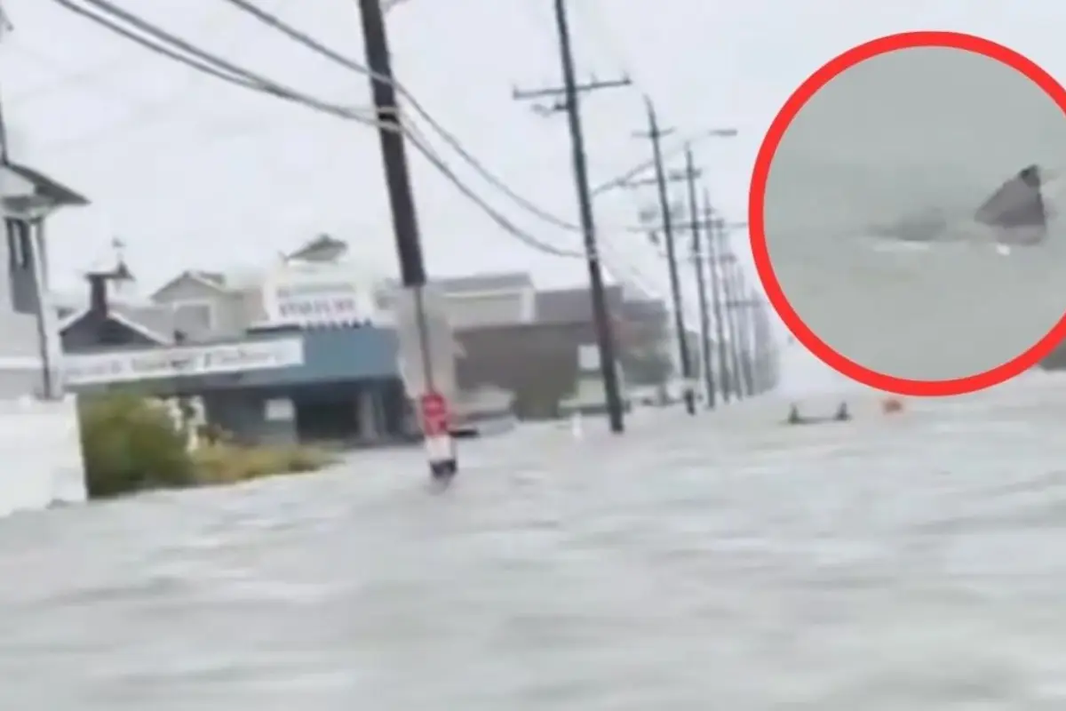 Tiburón sorprende al nadar por calles inundadas de Nueva Jersey., X/@CBSNews