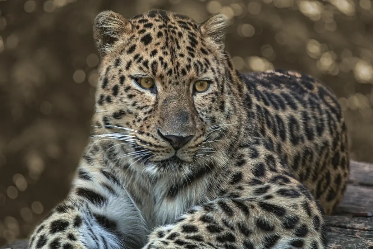 zoológico, pantera, salvaje, naturaleza, depredador, peligroso, pantera, pantera, pantera, pantera, pantera, Pixabay