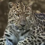 zoológico, pantera, salvaje, naturaleza, depredador, peligroso, pantera, pantera, pantera, pantera, pantera ,Pixabay