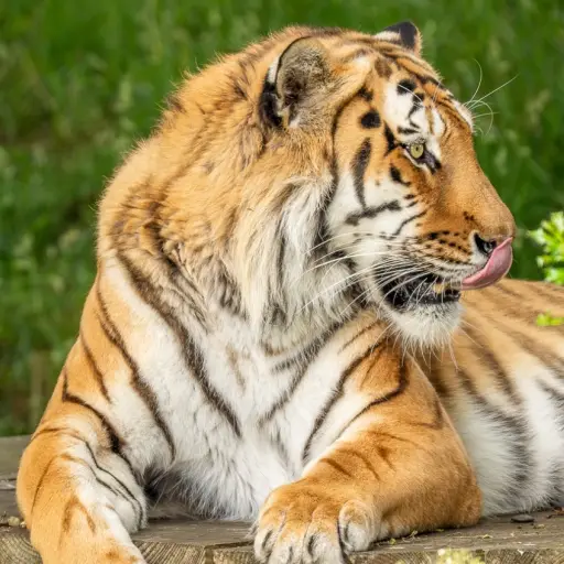 Altai, tigre de Amur ,Foto redes sociales de Yorkshire Wildlife Park