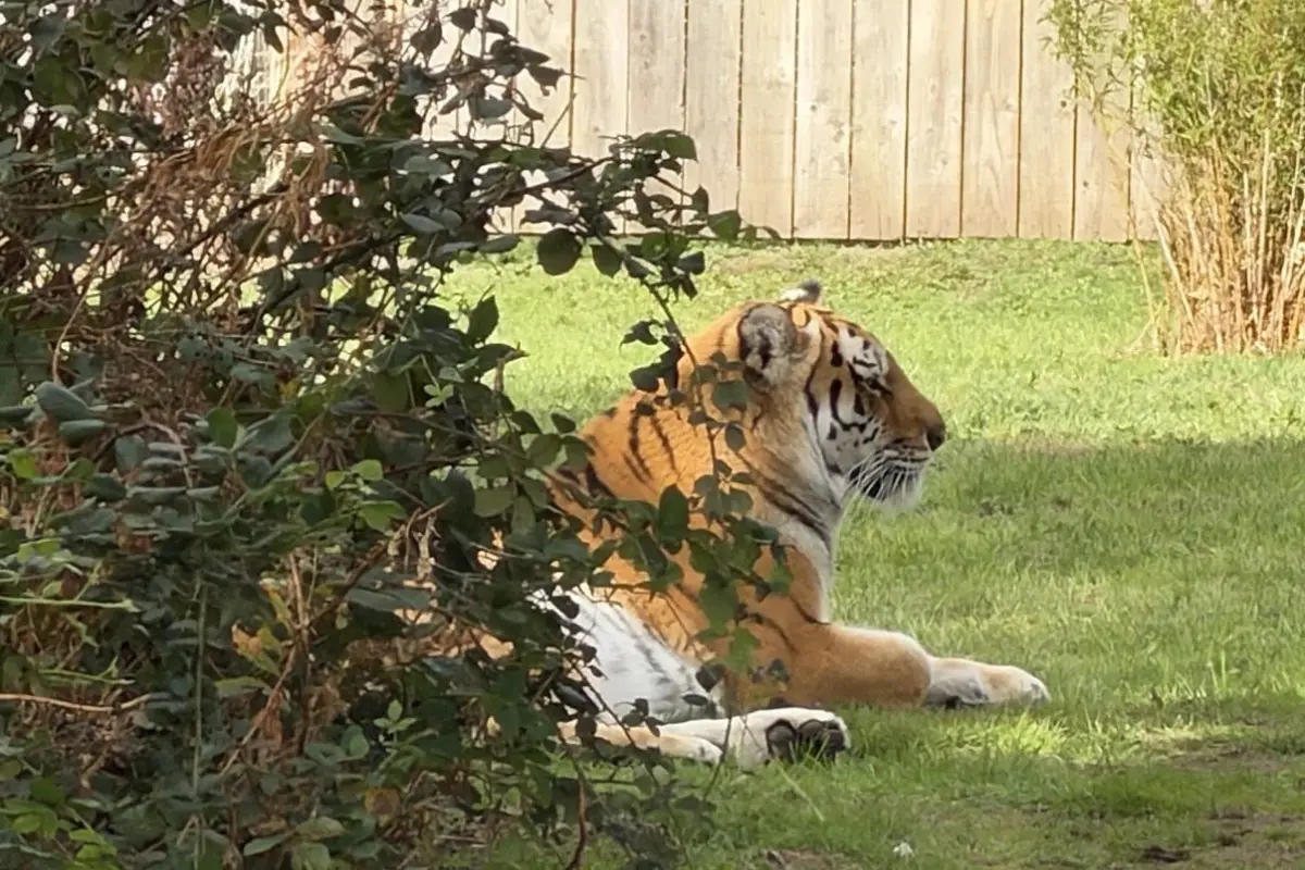 Cuidador revela qué habría provocado el ataque mortal de un tigre contra un hombre en un zoológico., Redes sociales.