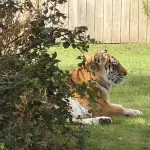 Cuidador revela qué habría provocado el ataque mortal de un tigre contra un hombre en un zoológico. ,Redes sociales. 