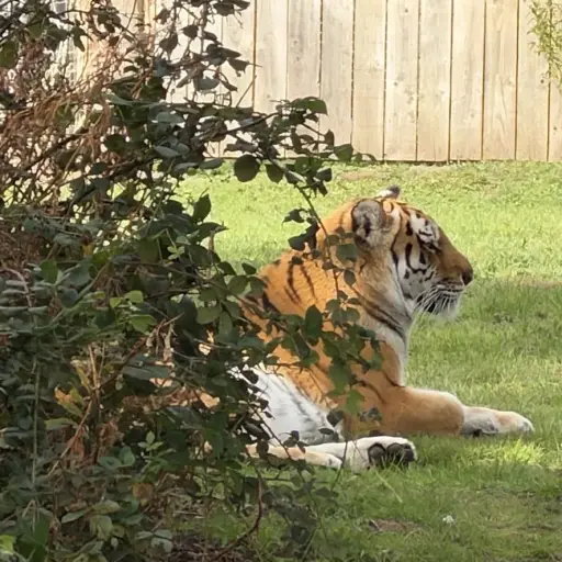 Cuidador revela qué habría provocado el ataque mortal de un tigre contra un hombre en un zoológico. ,Redes sociales. 