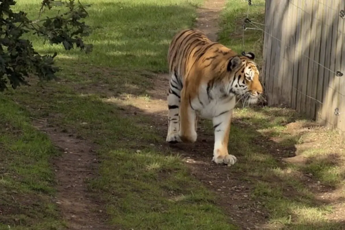 Graban el momento en que un tigre ataca a un hombre en Inglaterra., Redes sociales. 