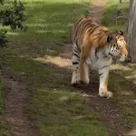 Graban el momento en que un tigre ataca a un hombre en Inglaterra. ,Redes sociales. 