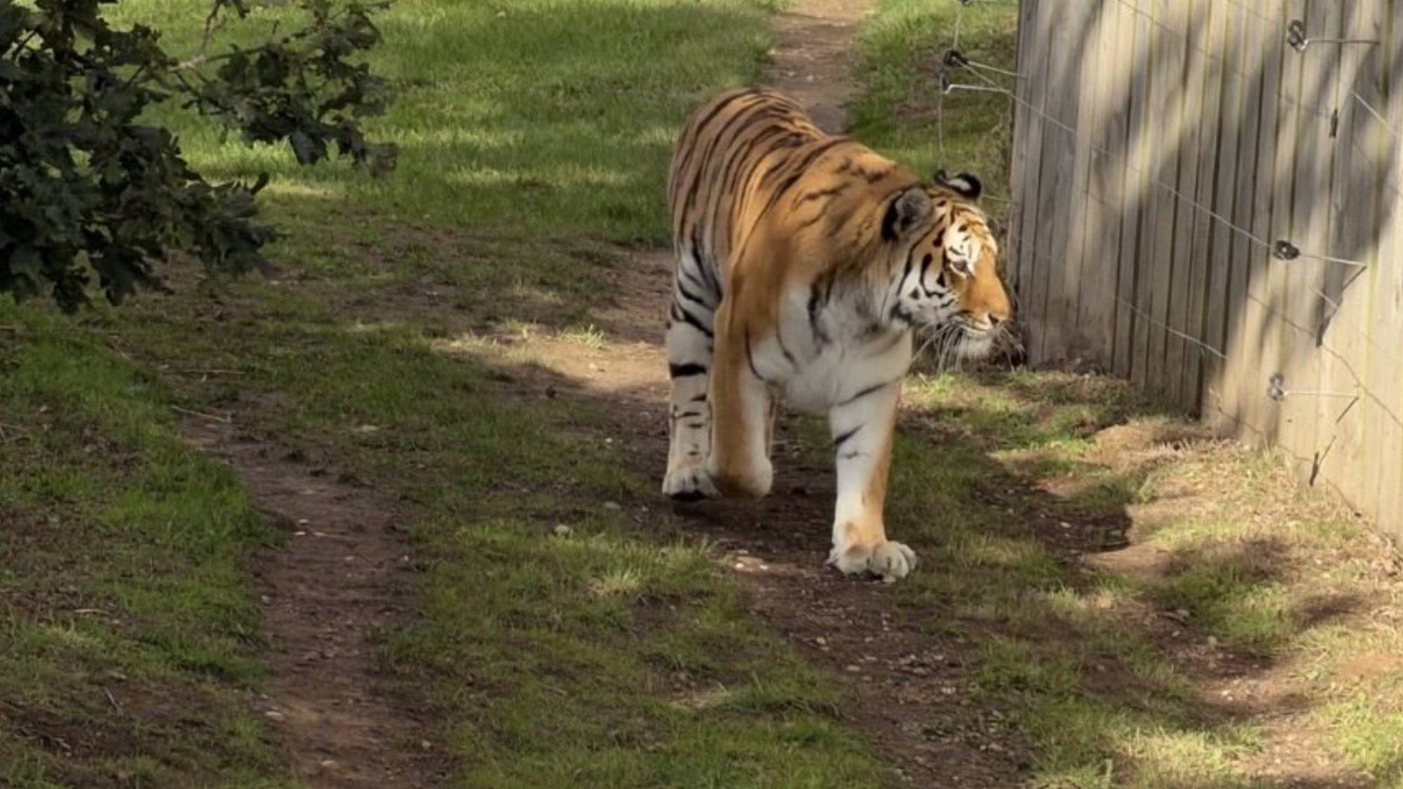 Muere hombre atacado por tigre al entrar a su recinto en zoológico de Yorkshire
