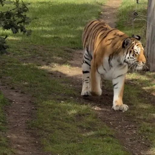 Graban el momento en que un tigre ataca a un hombre en Inglaterra. ,Redes sociales. 