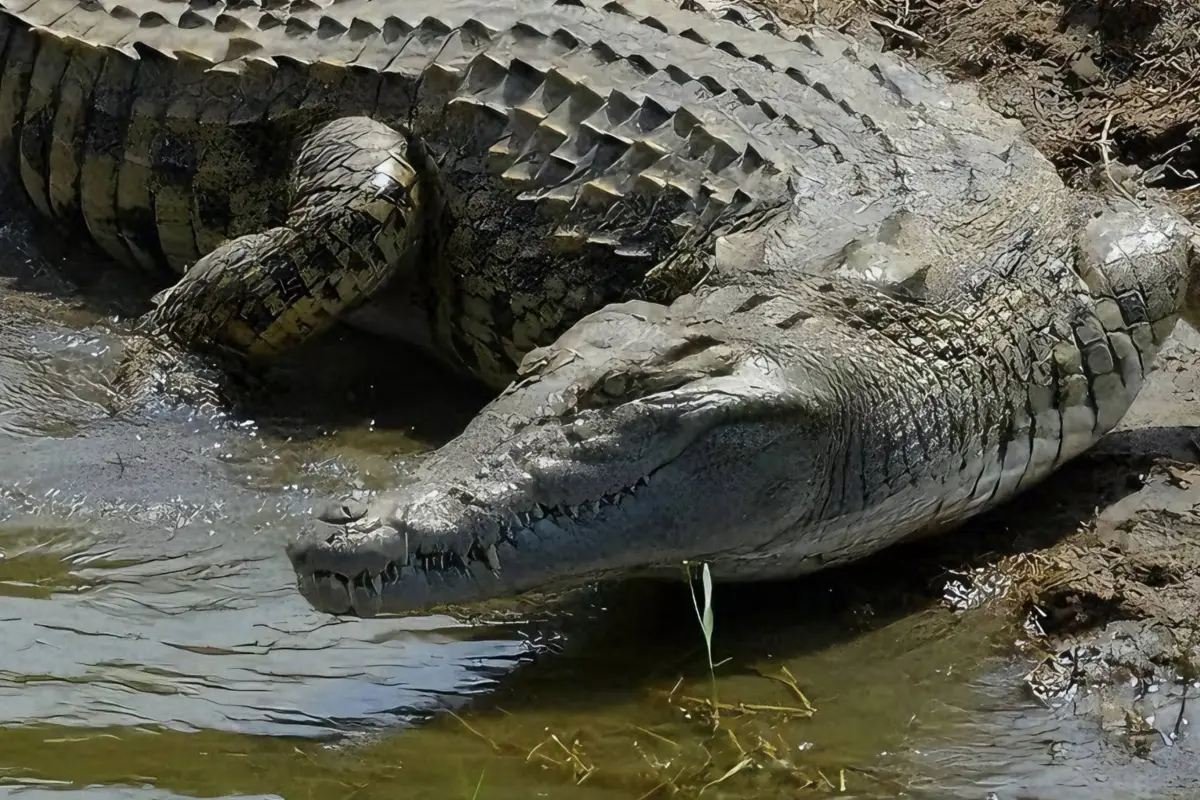 Video muestra a enorme cocodrilo tomando el sol a orillas del río Motagua en Izabal., Imagen con fines ilustrativas. 