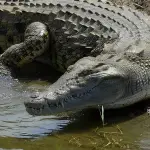 Video muestra a enorme cocodrilo tomando el sol a orillas del río Motagua en Izabal. ,Imagen con fines ilustrativas. 