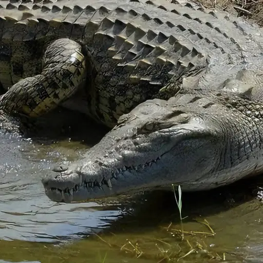 Video muestra a enorme cocodrilo tomando el sol a orillas del río Motagua en Izabal. ,Imagen con fines ilustrativas. 