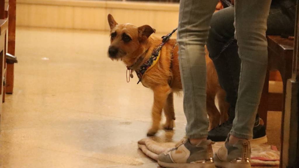 Instan a adoptar mascotas de forma responsable en el Día de San Francisco de Asís | Alex Meoño