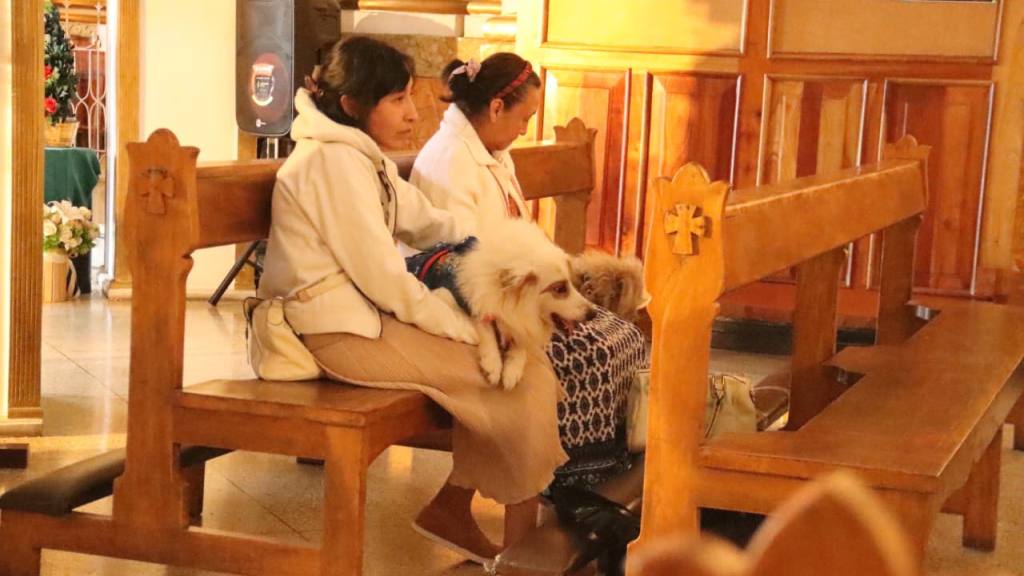 Instan a adoptar mascotas de forma responsable en el Día de San Francisco de Asís | Alex Meoño