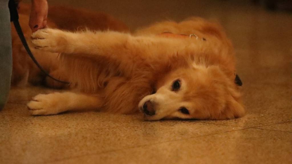 Instan a adoptar mascotas de forma responsable en el Día de San Francisco de Asís | Alex Meoño