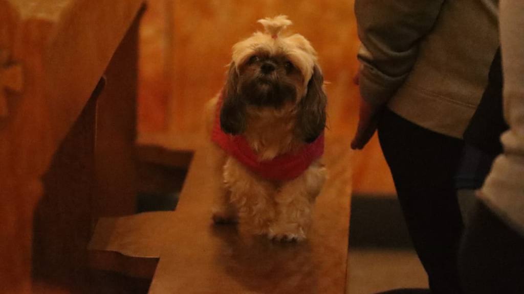 Instan a adoptar mascotas de forma responsable en el Día de San Francisco de Asís | Alex Meoño