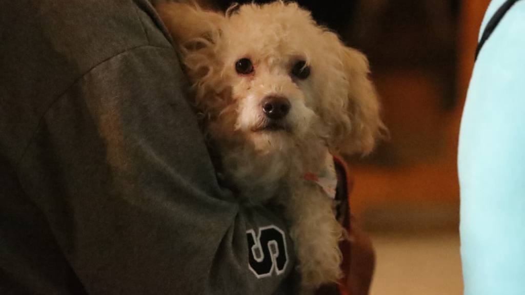 Instan a adoptar mascotas de forma responsable en el Día de San Francisco de Asís | Alex Meoño