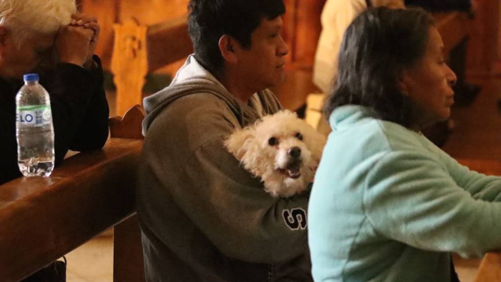 Instan a adoptar mascotas de forma responsable en el Día de San Francisco de Asís | Alex Meoño