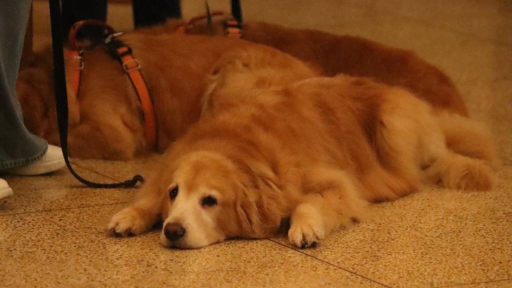 Instan a adoptar mascotas de forma responsable en el Día de San Francisco de Asís | Alex Meoño