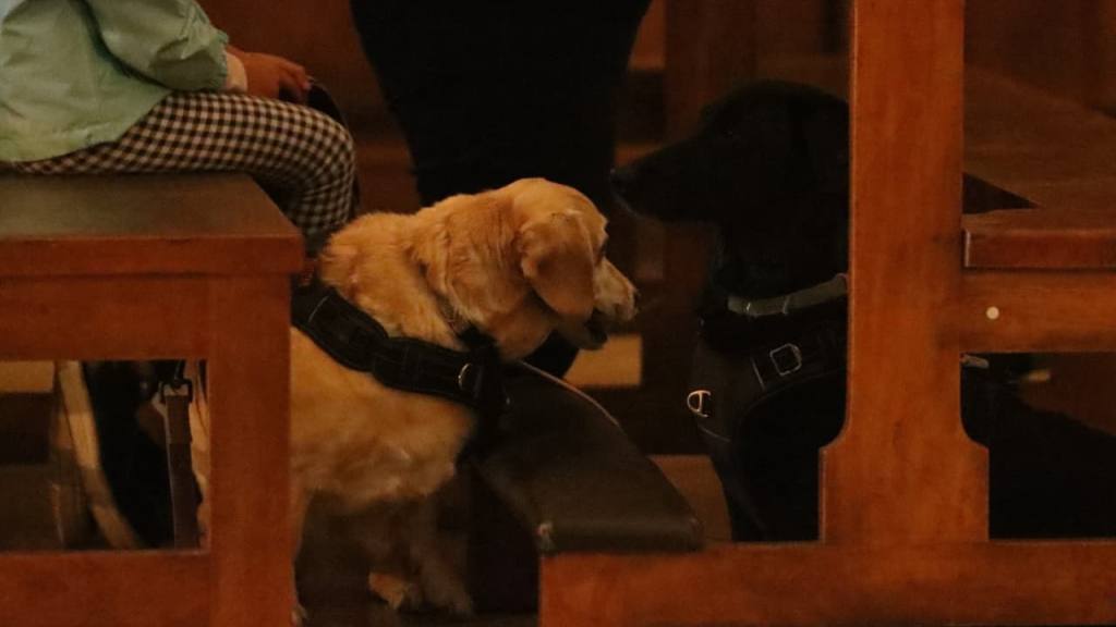 Instan a adoptar mascotas de forma responsable en el Día de San Francisco de Asís | Alex Meoño