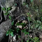 PNC localiza y destruye artefacto explosivo en Alta Verapazt