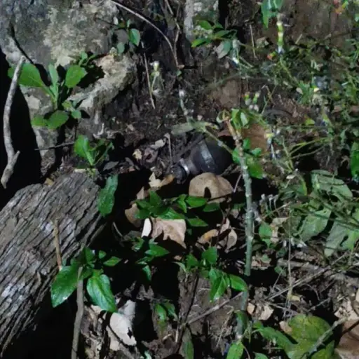 Área donde fue localizado un explosivo en Alta Verapaz. ,PNC