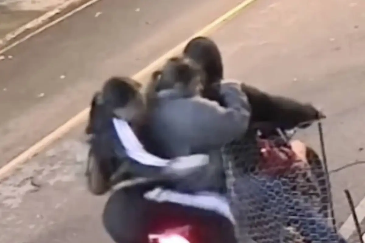 Brutal asalto de motoladrones queda grabado en video en La Florida, zona 19., Captura de pantalla video de X.