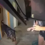Policía mata a perros enfrente de niños. ,Captura de video