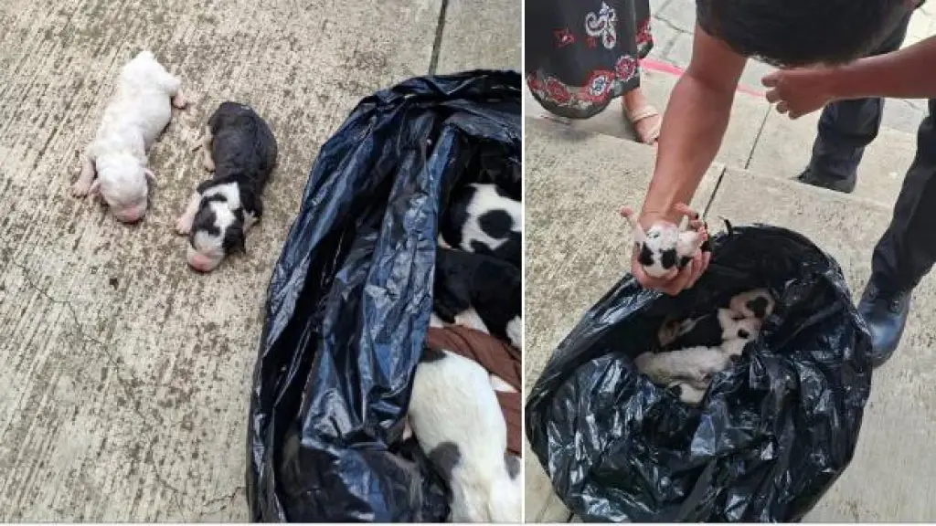 Perros abandonados en Alta Verapaz ,Captura de pantalla