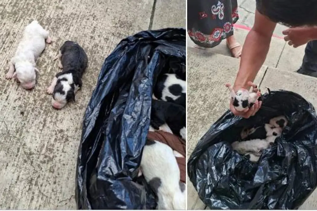 Perros abandonados en Alta Verapaz, Captura de pantalla