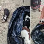 Perros abandonados en Alta Verapaz ,Captura de pantalla