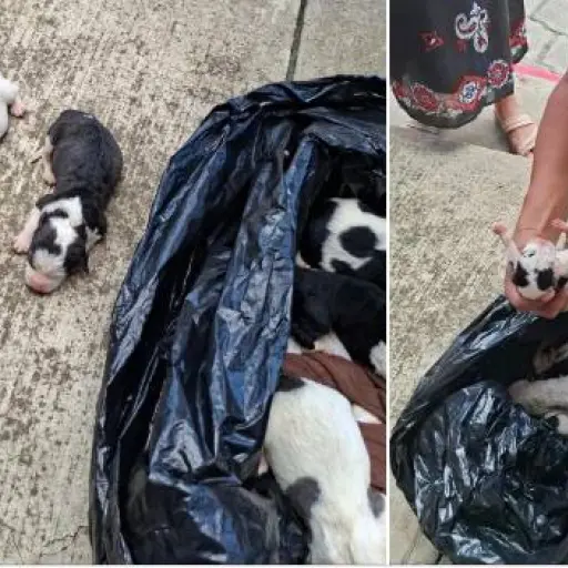 Perros abandonados en Alta Verapaz ,Captura de pantalla