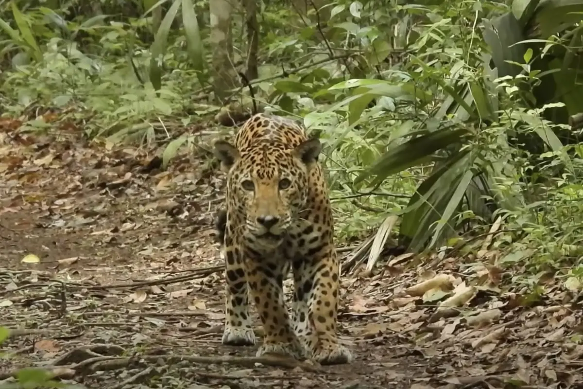 Videos captan dos encuentros de frente entre Paco Asturias y una hembra jaguar en Petén., Captura de pantalla video de Facebook.