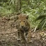 Videos captan dos encuentros de frente entre Paco Asturias y una hembra jaguar en Petén. ,Captura de pantalla video de Facebook.