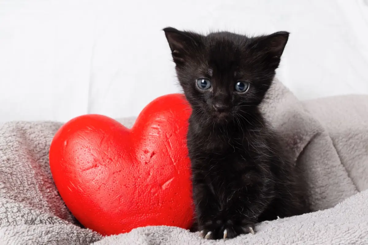Gato negro, Instagram
