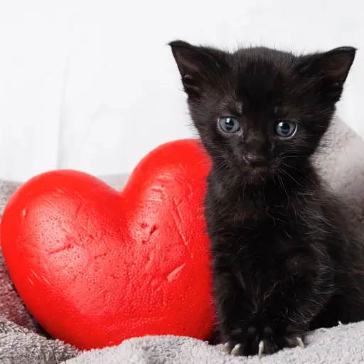 Gato negro ,Instagram