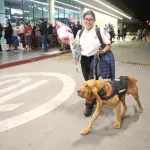 Bomberos Voluntarios recibieron a la rescatista, Katia Olivares, y al agente canino, Sam, en el Aeropuerto Internacional La Aurora. ,Bomberos Voluntarios.