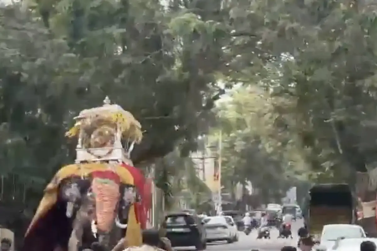Momentos de pánico durante procesión en India tras reacción inesperada de un elefante., Captura de pantalla video de X.