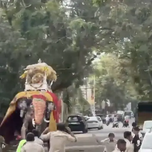 Momentos de pánico durante procesión en India tras reacción inesperada de un elefante. ,Captura de pantalla video de X.