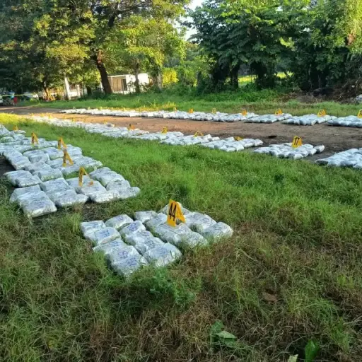 Operativo en Escuintla donde fue decomisada marihuana. ,PNC