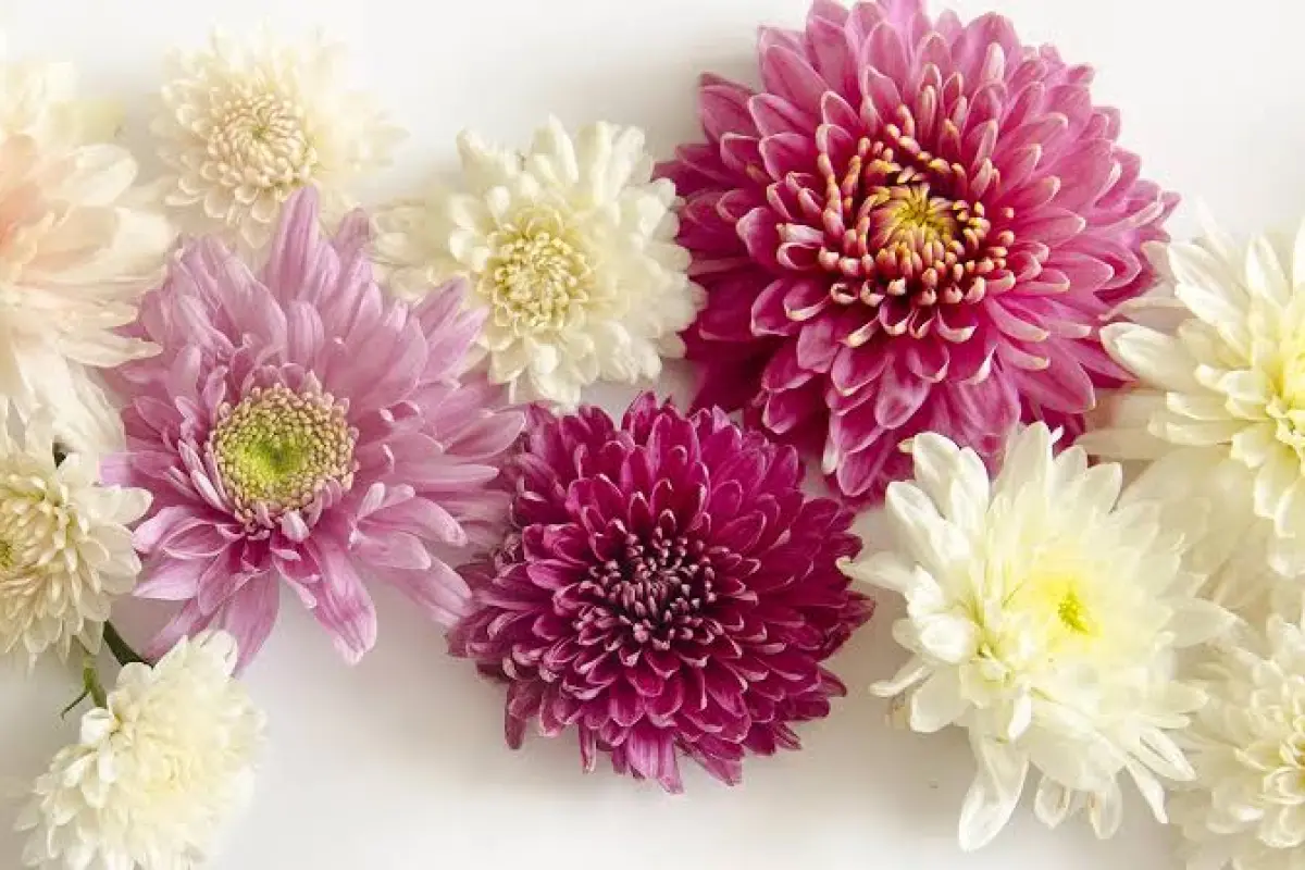 Flores, Google