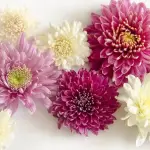 Flores ,Google