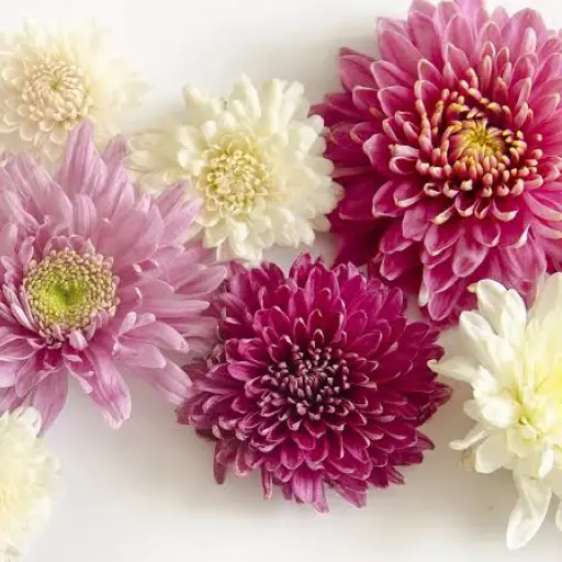 Flores ,Google
